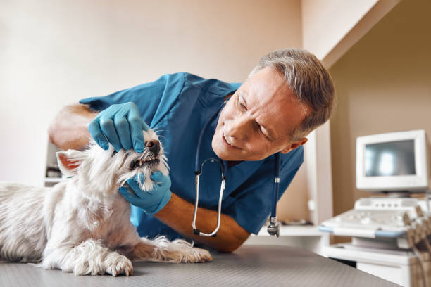 Best Pediatric Emergency Dentist in Kidron, OH